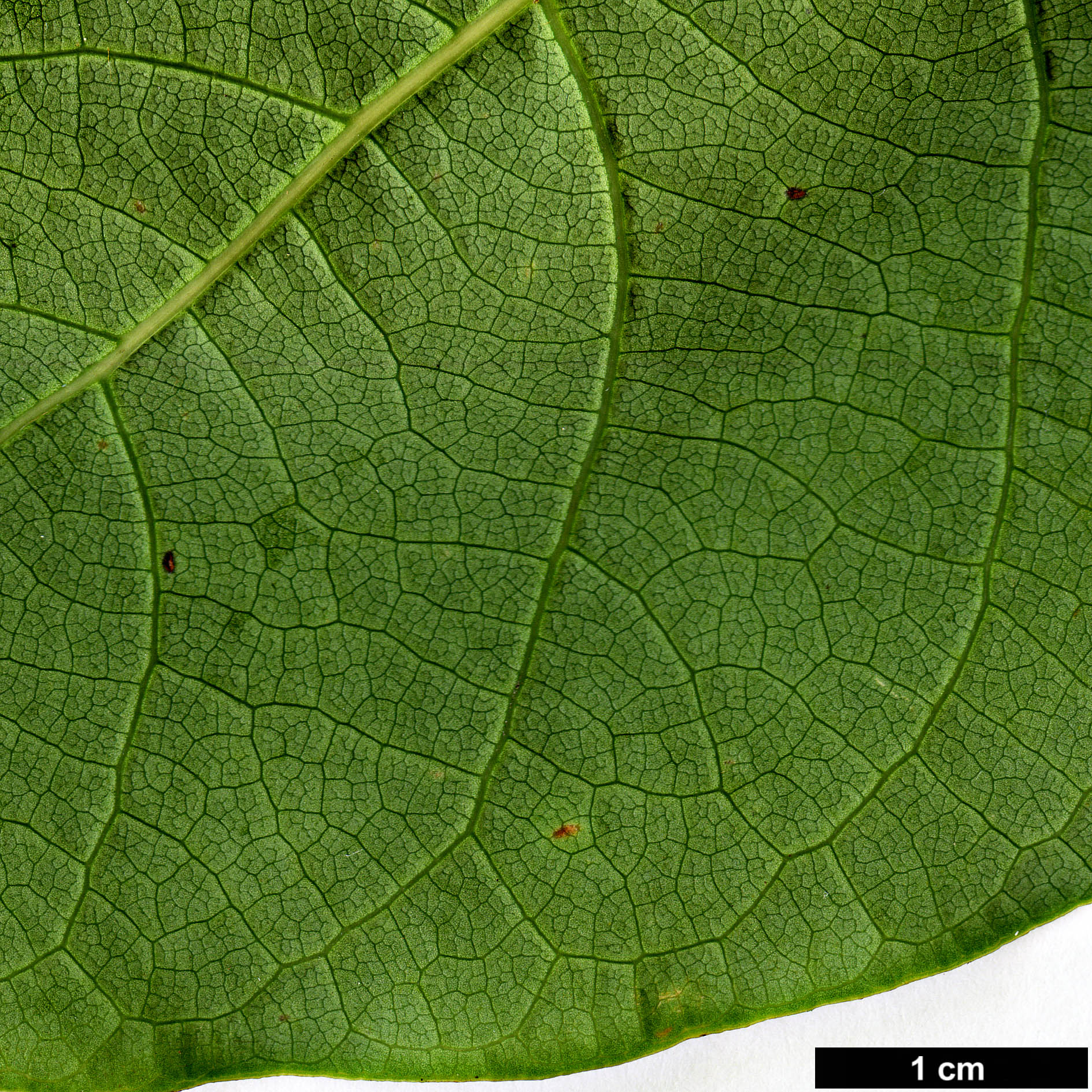 High resolution image: Family: Lauraceae - Genus: Parasassafras - Taxon: confertiflora